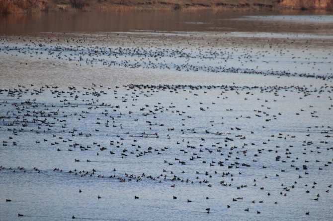 Kırıkkale’de su kuşu sayımı yapıldı