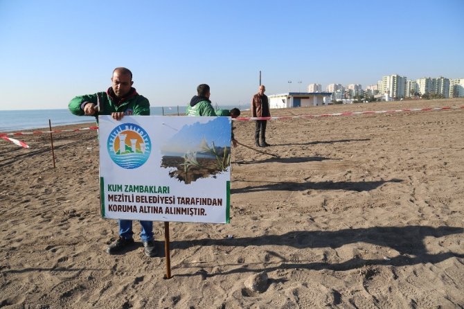 Mezitli Belediyesi kum zambaklarını korumaya aldı