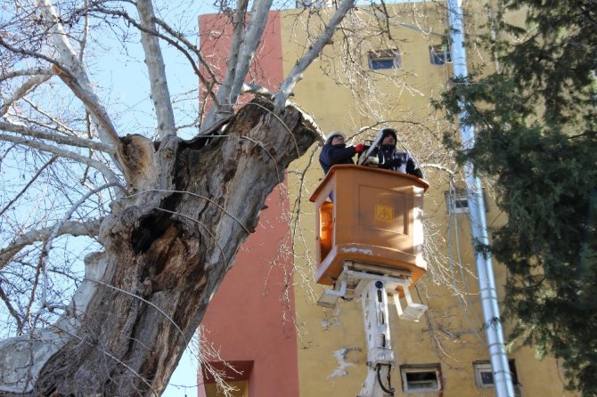 400 yıllık anıt ağaçta özel ekip çalışma başlattı
