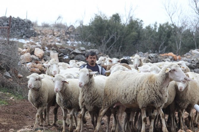 Boyundan büyük koyunlara çobanlık yapıyor