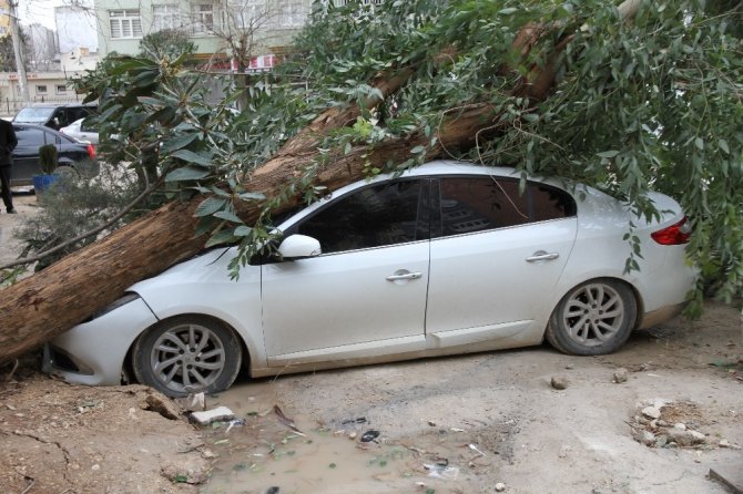 Mardin’de şiddetli rüzgar dev ağacı otomobilin üzerine devirdi