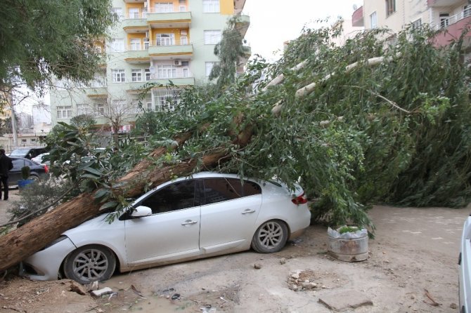 Mardin’de şiddetli rüzgar dev ağacı otomobilin üzerine devirdi