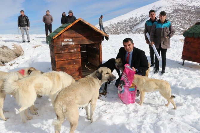 Dağa oyuk açan Belediye Başkanı, "Köpek Köyü" kurdu