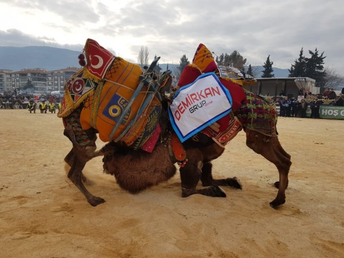 Tire’de şampiyon develer depremzedeler için güreşti