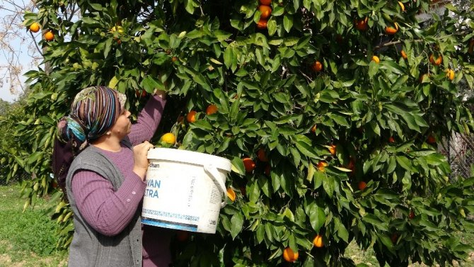 Gaziantep baklavasına turunç tatlısı ile meydan okuyorlar