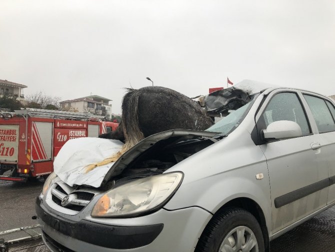 İstanbul’da korkunç kaza: 3 at telef oldu