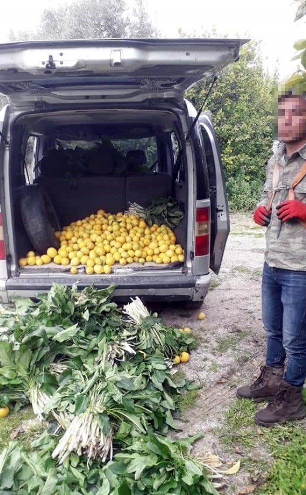 Jandarma limon hırsızlarını kıskıvrak yakaladı