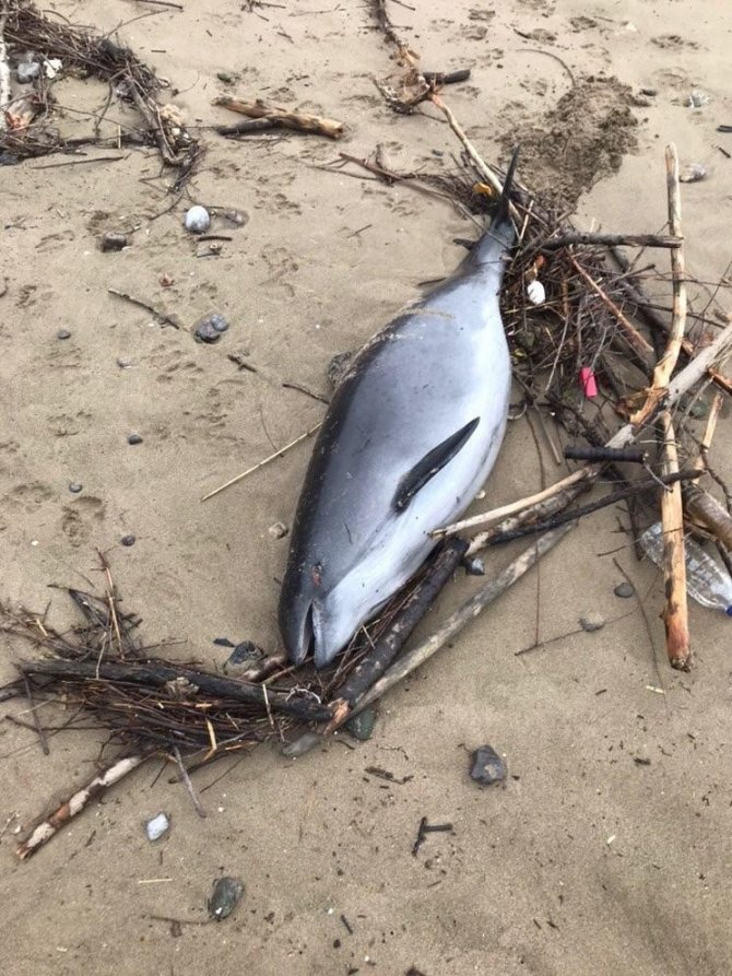 Bartın’da ölü yunus balığı sahile vurdu