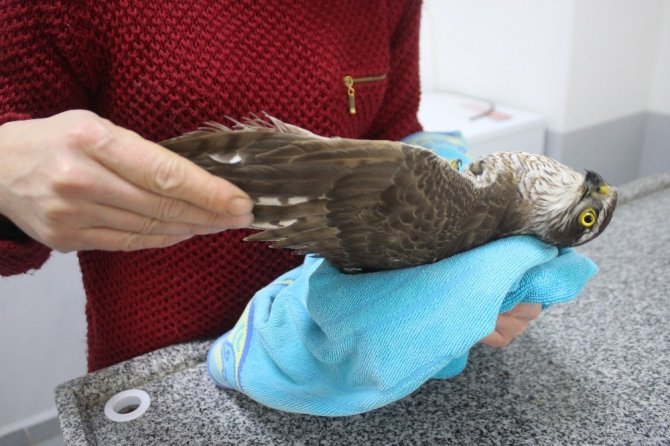 Yaralı ‘kerkenez’ kuşu doğaya salındı