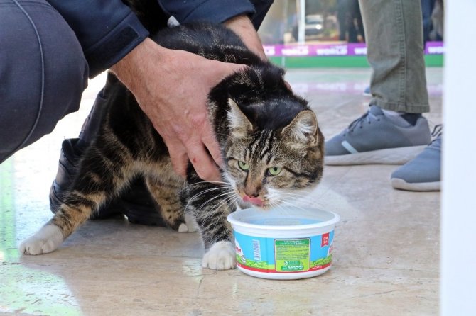 Garajda mahsur kalan kedinin 2 günlük esareti, dünya kediler gününde son buldu