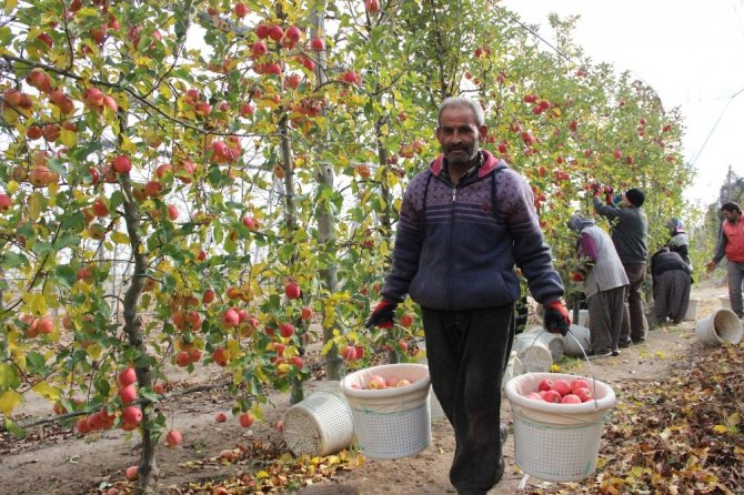 Karaman’da hasarları önlemek için elmaları sertifikalı işçiler toplayacak