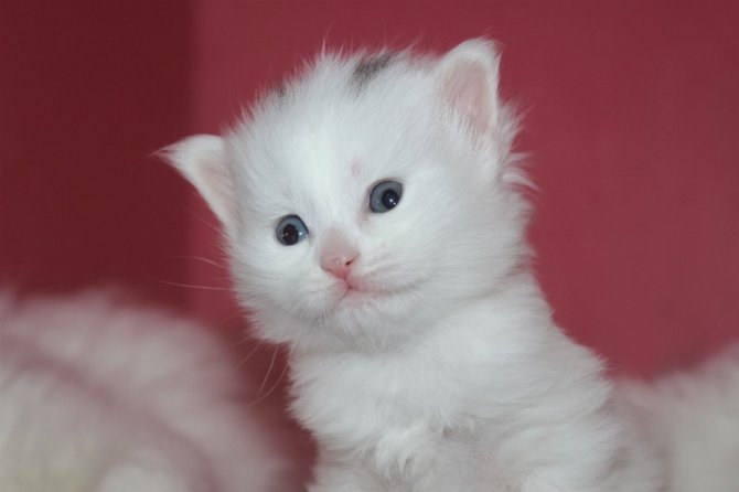 Yılın ilk Van kedileri dünyaya geldi
