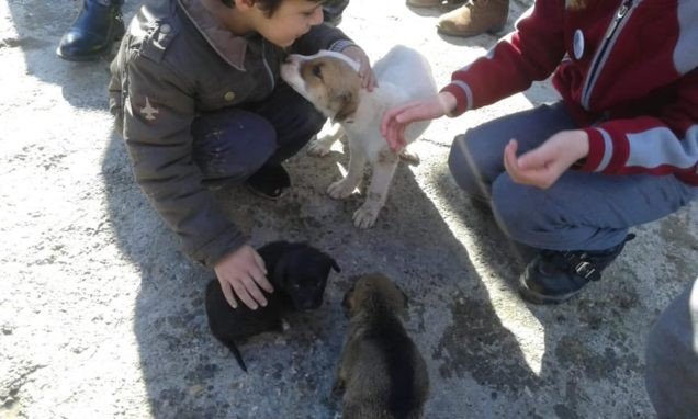 Taşköprü’de öğrenciler, hayvan barınağını ziyaret etti