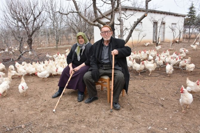Yaşlı çift, bin tavuktan 800 adet organik yumurta üretiyor