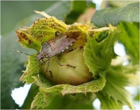 "Kahverengi Kokarca" böceği özellikle fındık bahçelerini tehdit etmeye devam ediyor