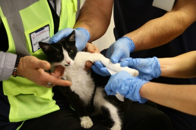 Ayağı kırık acile sığınan kediye hasta çalışanları sahip çıktı