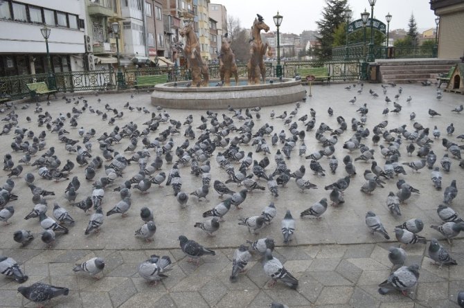 Korona virüsü nedeniyle güvercinler de aç kaldı