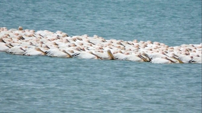 Pelikanlar Mersin’de göç molası verdi