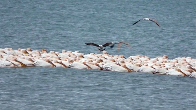 Pelikanlar Mersin’de göç molası verdi