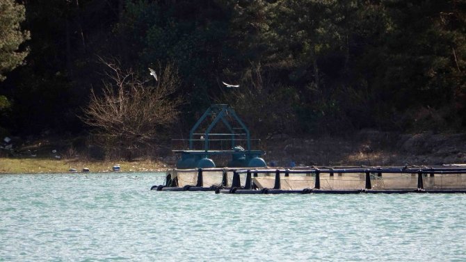Kozan Barajı Gölü’ne 200 çift martı bırakıldı