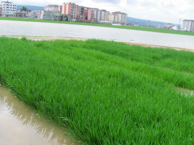 Şiddetli yağış tarım alanlarını göle çevirdi