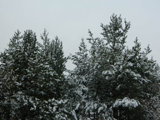Posof’ta yüksek kesimlerde kar etkili oluyor