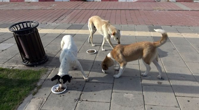 Zor günler yaşayan sokak köpeklerine mama desteği