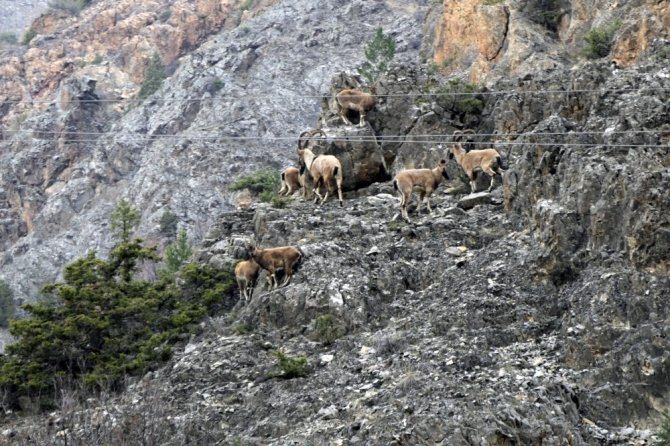 Gümüşhane dağlarının en ihtişamlı süsü: Yaban keçisi