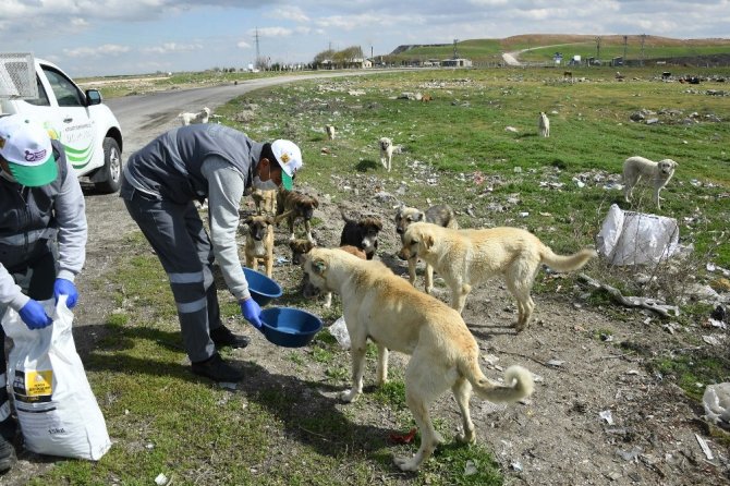 Konya’da sokak hayvanlarını beslemek için ek tedbir alındı