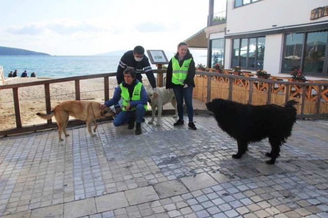 Bodrum’da sokak hayvanlarına 11 bin kilo mama dağıtıldı