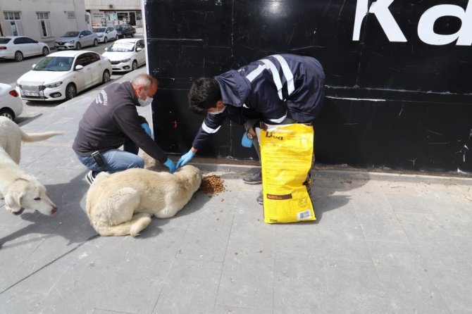 Erzincan’da sokak hayvanları unutulmadı