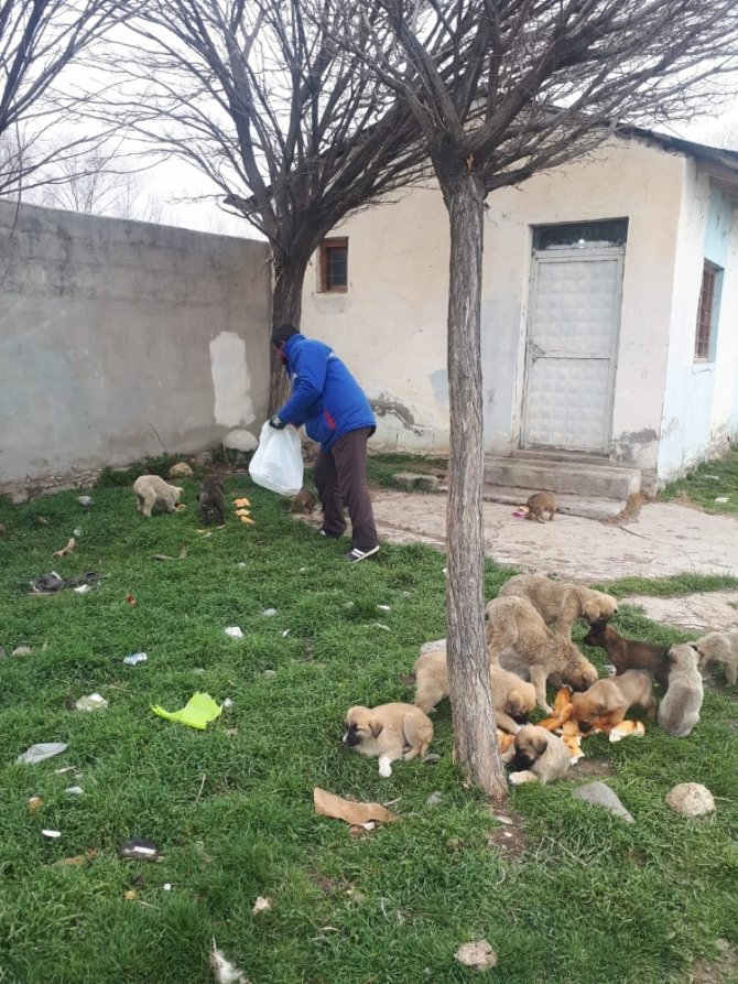 Erciş Belediyesinden sokak hayvanlarına yem desteği