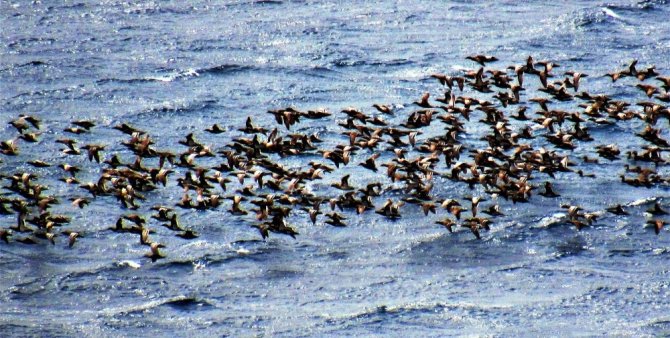Bodrum’a turistler değil ördekler akın etti