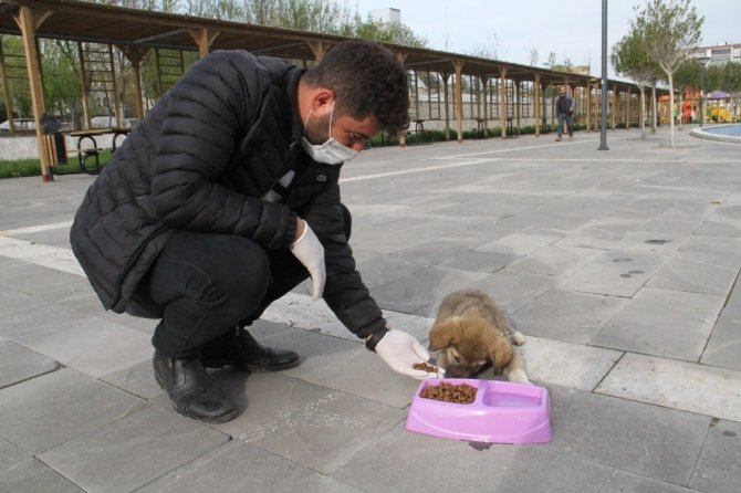 Bismil Belediyesi sokak hayvanlarını unutmadı