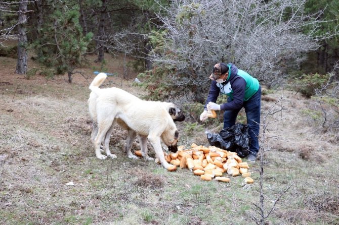 Yozgat’ta yiyecek bulmakta sıkıntı çeken sokak hayvanları unutulmadı