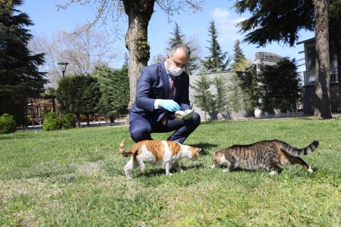 Bursa’da sokak hayvanları için 50 mamatik