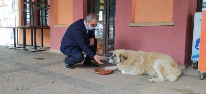 Başkan, sokak hayvanlarını eliyle besledi