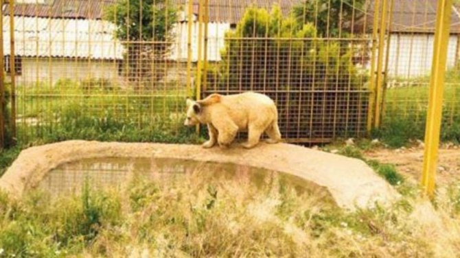 Türkiye’nin en yaşlı ayısı ’Meyvan’ öldü