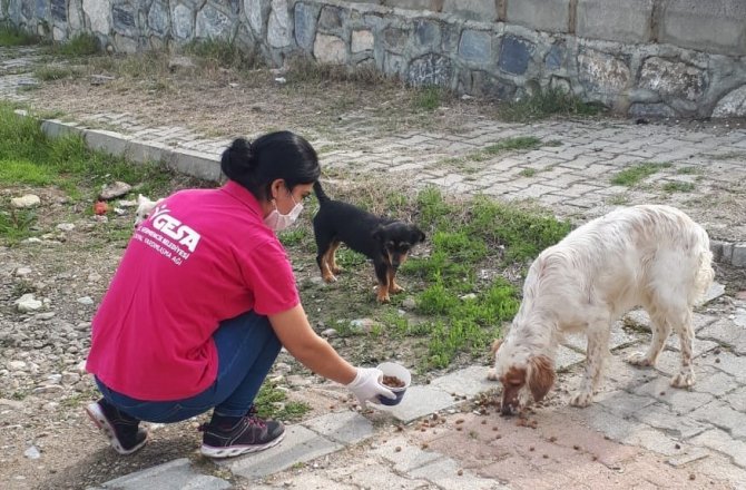 Sokak hayvanlarına günlük mama servisi yapılıyor