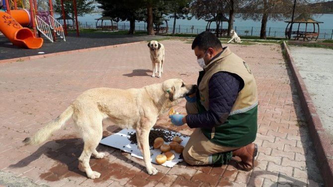 Malatya Büyükşehir Belediyesi, sokak hayvanlarını unutmuyor