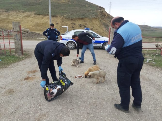 Horasan Belediyesi’nden sokak hayvanlarına mama ve su desteği
