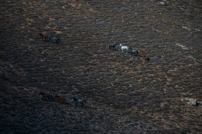 Yellibel Yaylası’ndaki yılkı atlarının hayran bırakan görüntüleri