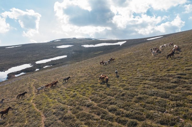 Yellibel Yaylası’ndaki yılkı atlarının hayran bırakan görüntüleri
