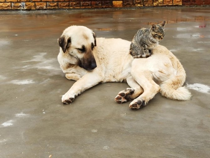 Köpek ve kedinin kıskandıran dostluğu