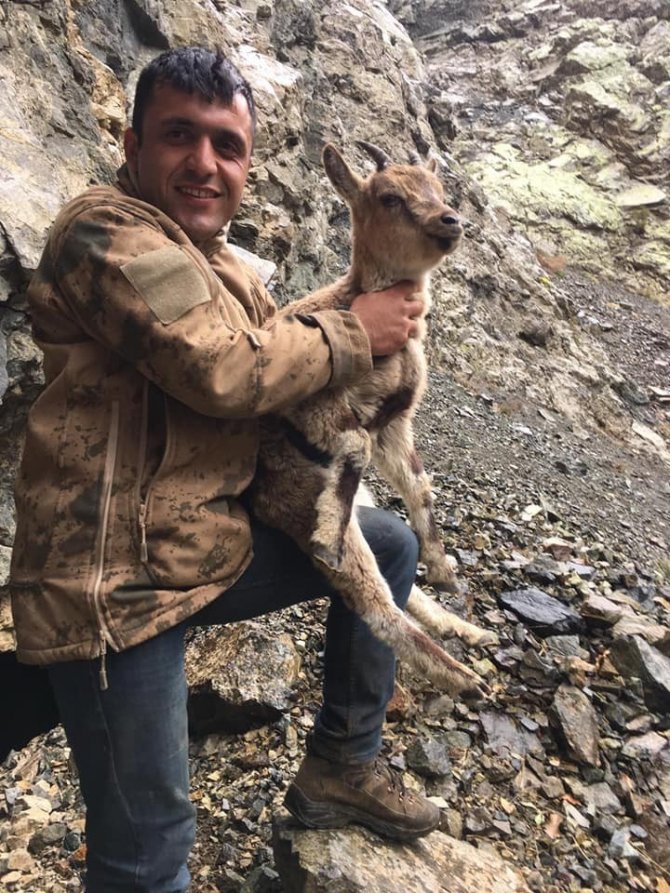 Hasta dağ keçisi yavrusunu 4 kilometre sırtında taşıdı