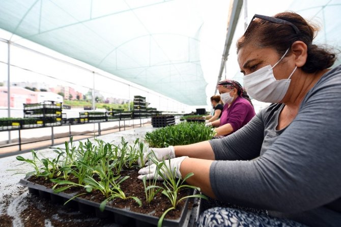 Kadın kooperatifi üyelerinin yetiştirdiği 500 bin çiçek toprakla buluşuyor