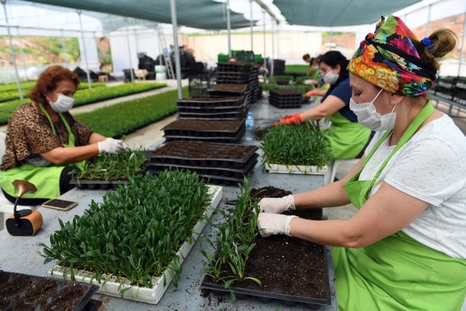 Kadın kooperatifi üyelerinin yetiştirdiği 500 bin çiçek toprakla buluşuyor