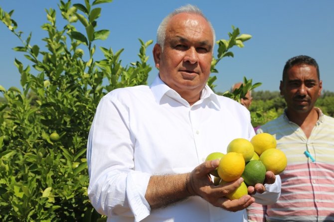 Başkan Tollu: "Limonda ihracat kapıları bir an önce açılmalı"