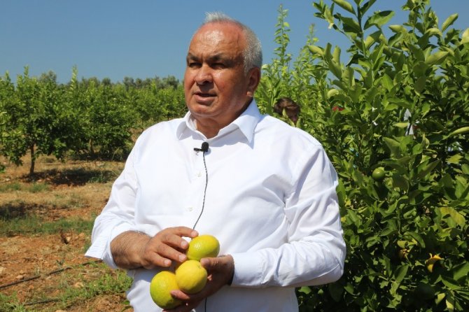Başkan Tollu: "Limonda ihracat kapıları bir an önce açılmalı"