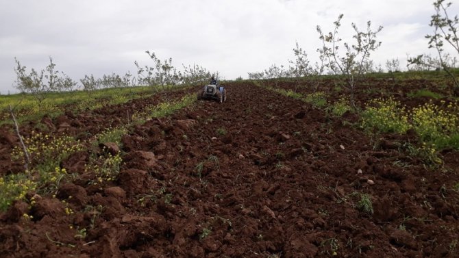 Siirt’te devlet destek verdi, çiftçiler bağ ve bahçelere indi